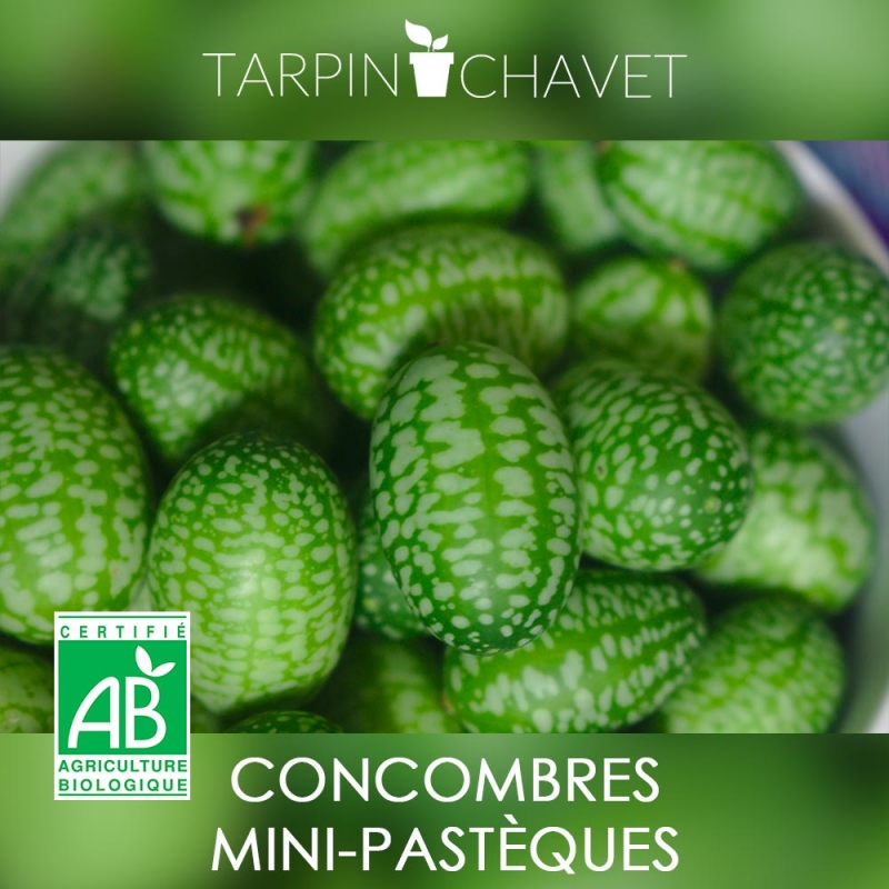 Graines Concombre Mini Pastèque Bio - Tarpin chavet