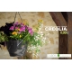 pack creolia : coupe, soucoupe et suspension