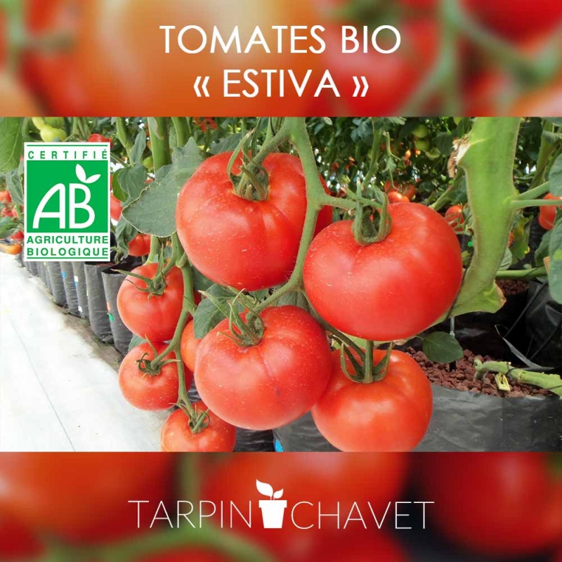 Graines de Tomates Grappe Serrat - Tarpin Chavet
