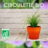 Graines de Ciboulette Bio