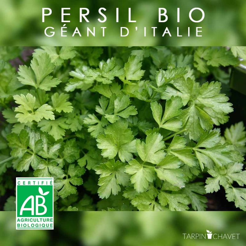 Persil Bio géant d' Italie - L'atelier des bons plants