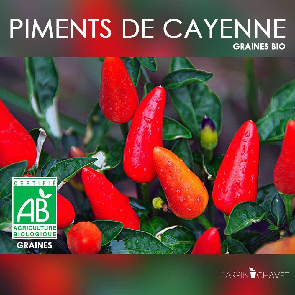 Graines Bio de Piments de Cayenne - Tarpin Chavet