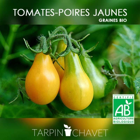 Graines de Tomates-Poires Jaunes BIO