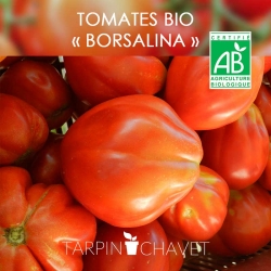 Graines Tomates BIO "Borsalina"