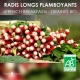 Graines de Radis Flamboyant Bio "French Breakfast"