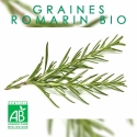 Graines de Romarin officinal Bio