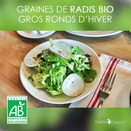 Graines de Radis Noirs Bio "Gros Ronds d'Hiver"