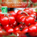 Graines de Tomates Bio en Grappe SERRAT