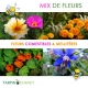 Mesclun de Fleurs Comestibles et Mellifères "Floratypyc"